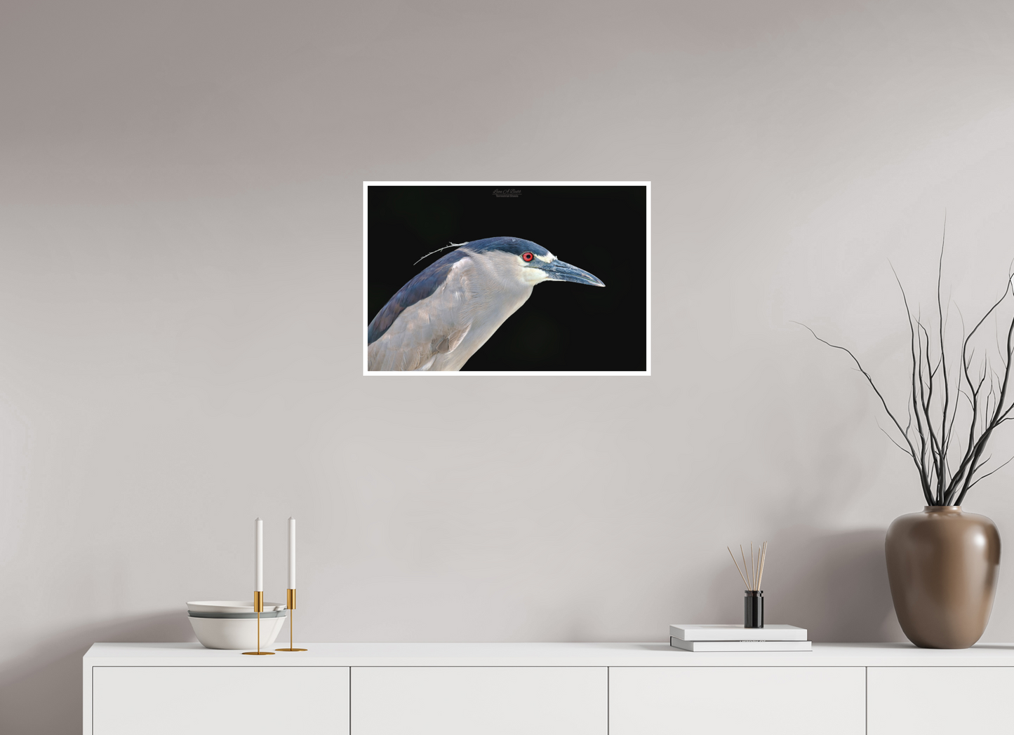 24 x 16″, Photo Print with Matte Lamination (08B) Black-crowned Night Heron