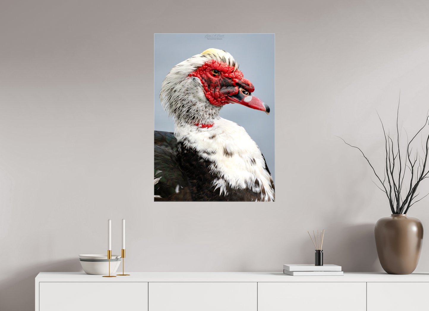 24 x 33.6″, Glossy Canvas Stretcher Frame with Mirrored Edges (08S) Male Muscovy Duck Portrait