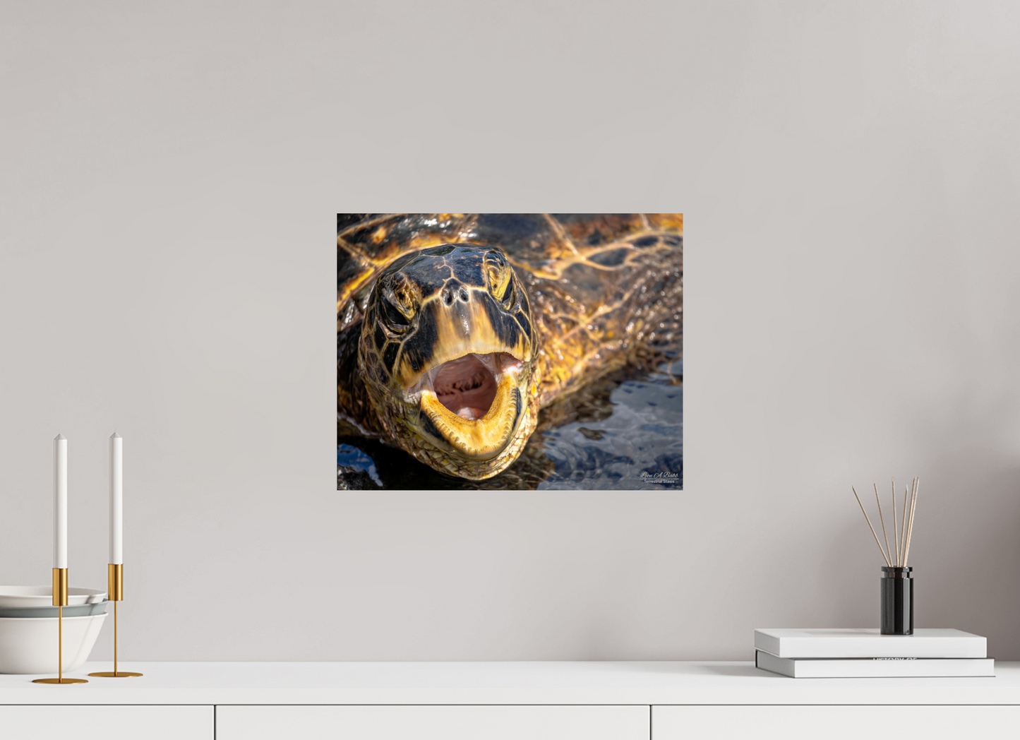 15 x 12″, Print with Aluminum Backing and Glossy Lamination (000) Honu’s Serenade