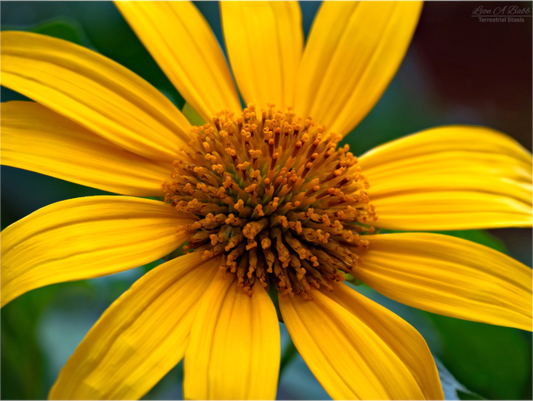 (07A) Yellow Flower