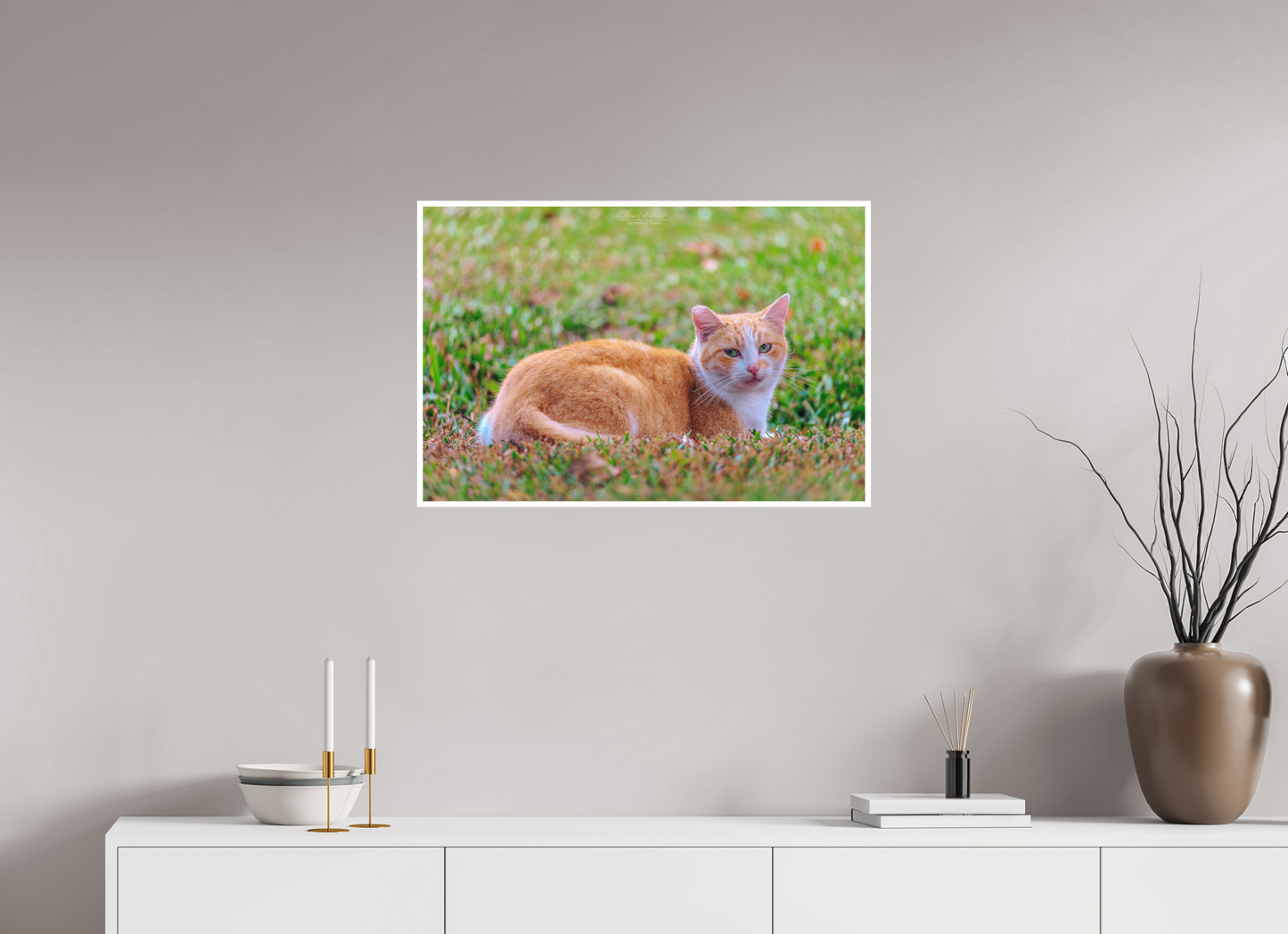 30 x 20″, Photo Print with Matte Lamination (08H) Hawaii Strays in Color