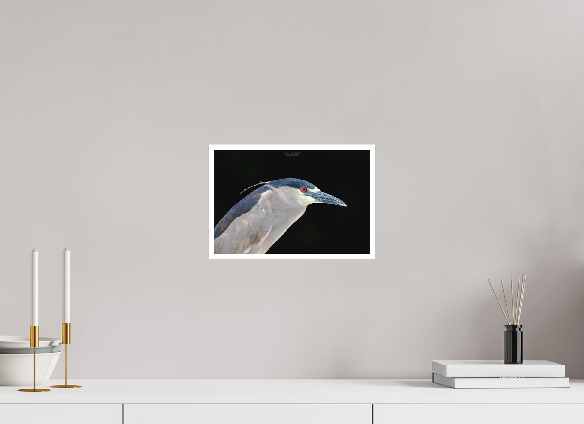 12 x 8″, Photo Print with Matte Lamination (08B) Black-crowned Night Heron