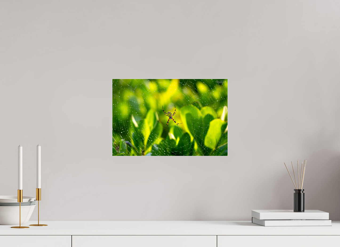 15 x 10″, Photo Print Under Acrylic Glass (09C) Hawaiian Garden Spider