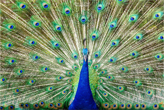 (08C) Peacock Display