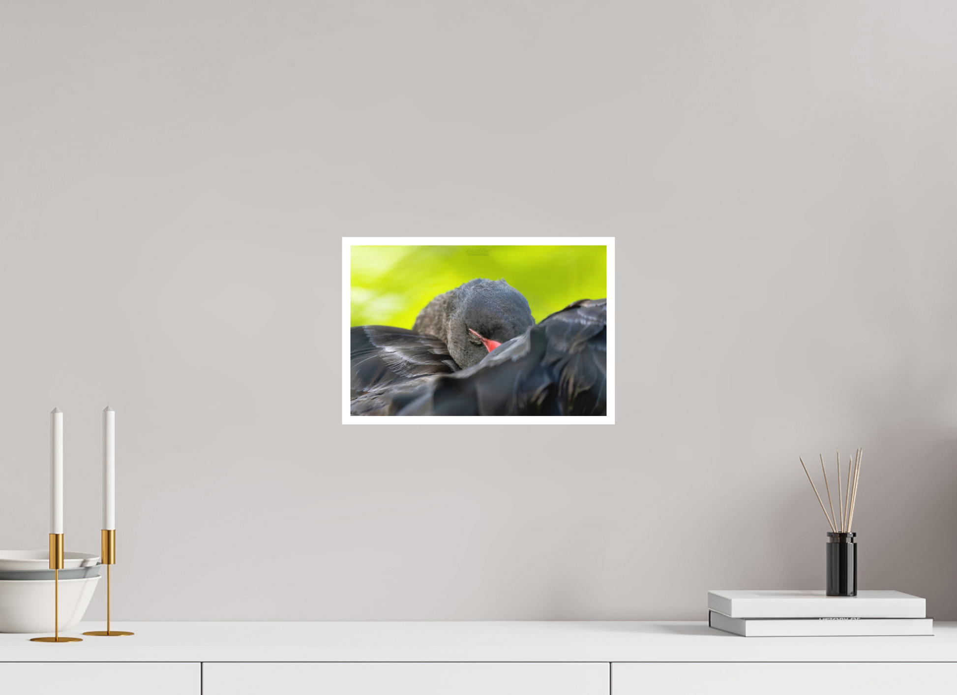 12 x 8″, Photo Print with Matte Lamination (08A) Black Swan