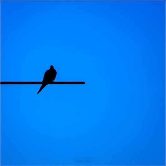 (08D) Bird Silhouette in Blue