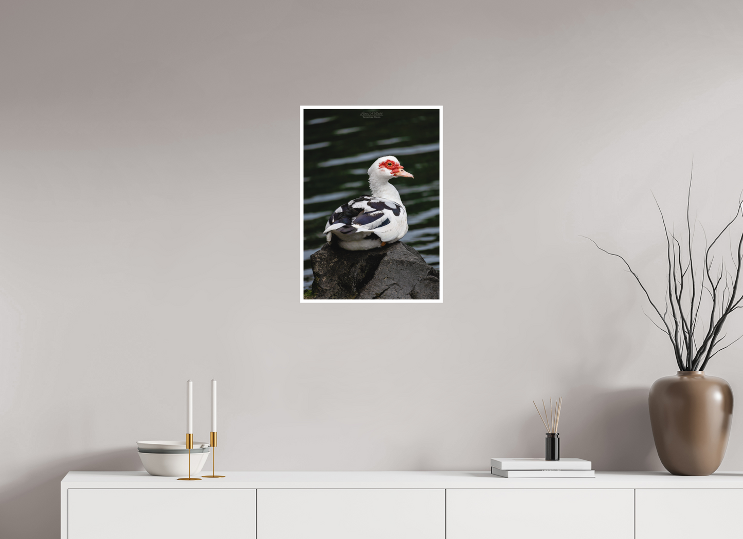 16 x 22.4″, Print with Matte Lamination (08T) Female Muscovy Duck Portrait
