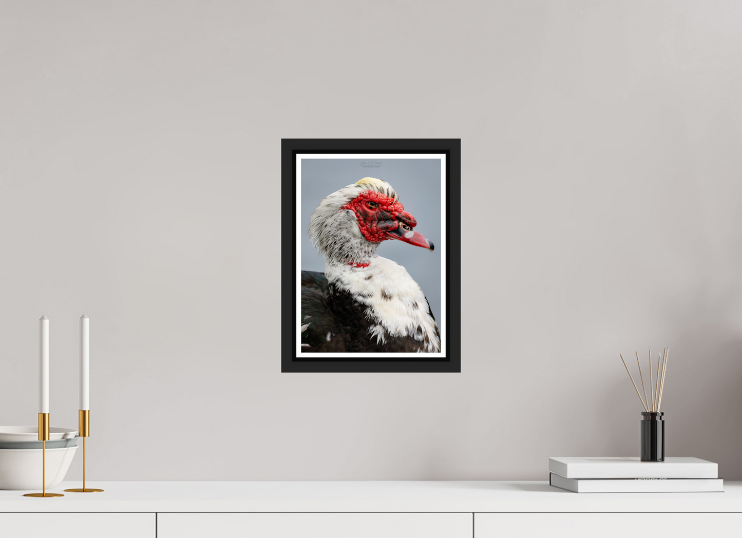 8 x 11.2″, Black Matte Floater Frame with Acrylic Glass (08S) Male Muscovy Duck Portrait