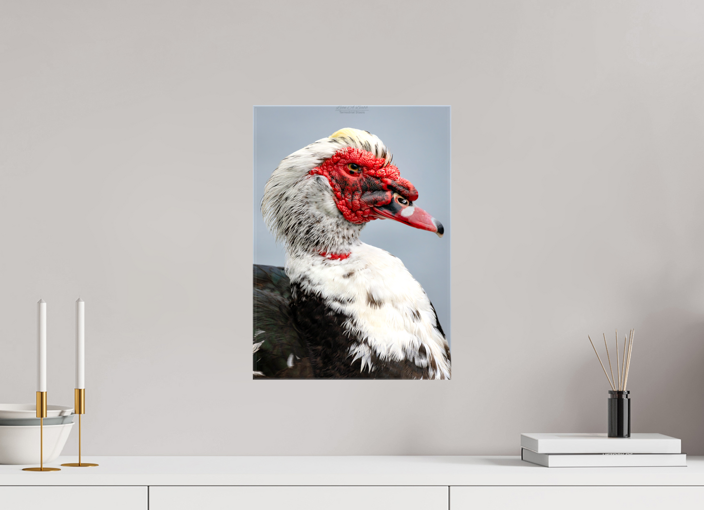 12 x 16.8″, Glossy Canvas Stretcher Frame with Mirrored Edges (08S) Male Muscovy Duck Portrait