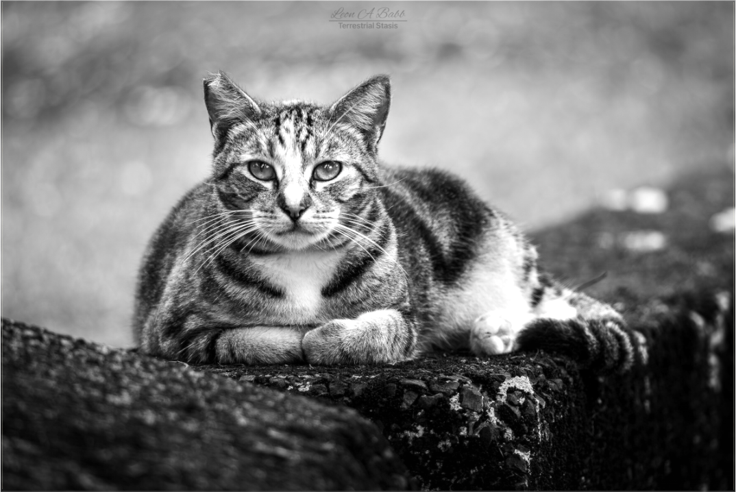 (08G) Hawaii Strays in BnW