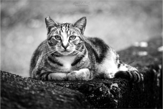 (08G) Hawaii Strays in BnW