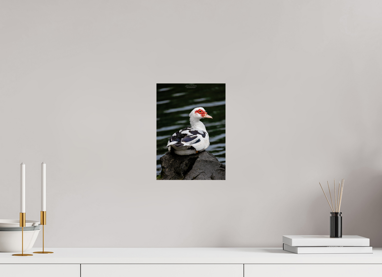 8 x 11.2″, Print with Aluminum Backing and Glossy Lamination (08T) Female Muscovy Duck Portrait