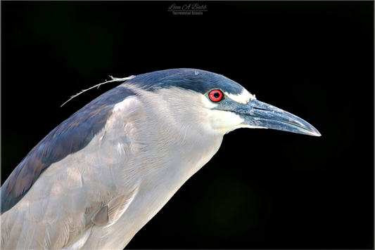 (08B) Black-crowned Night Heron