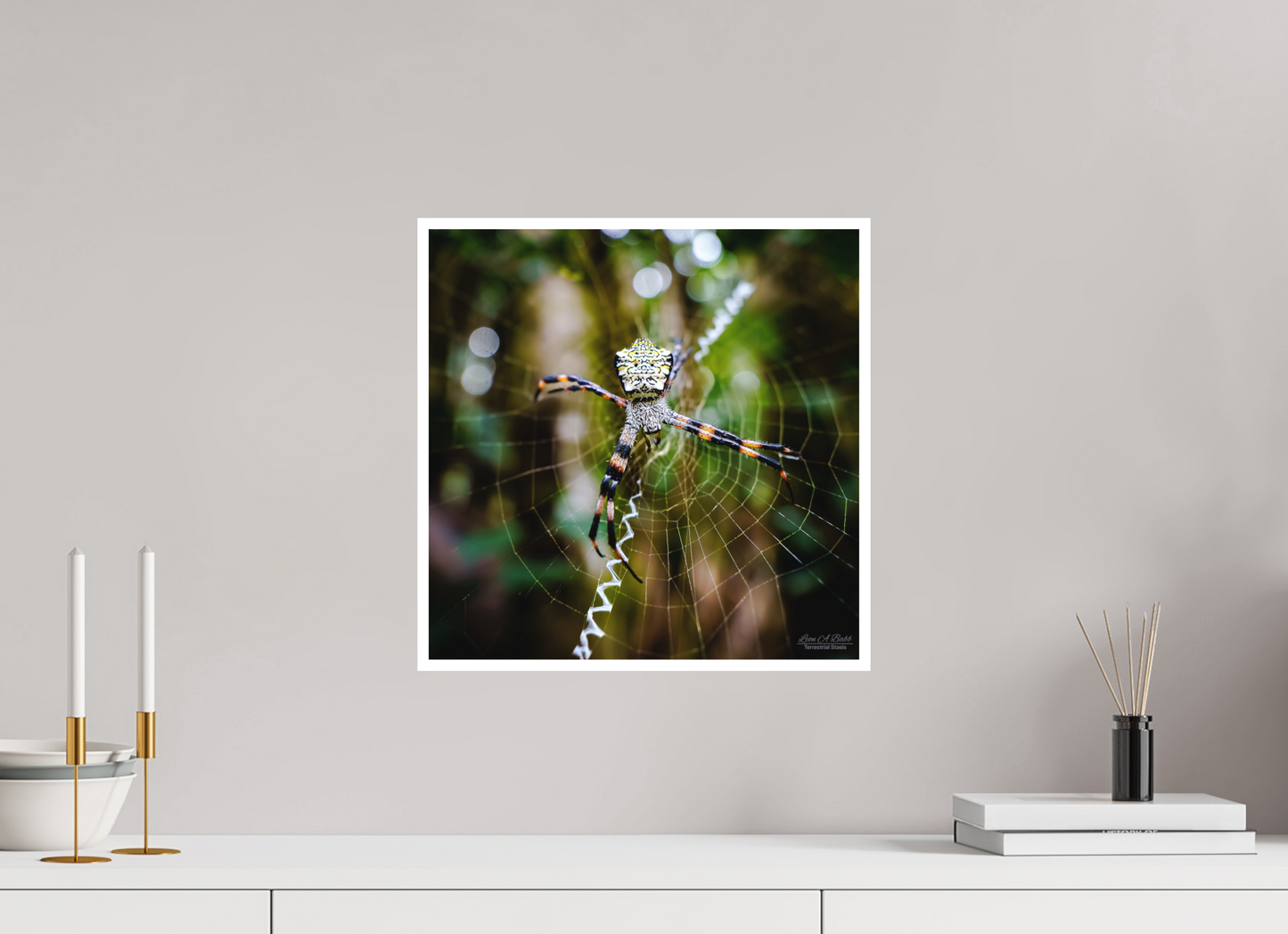 15 x 15″, Photo Print with Matte Lamination (09A) Spider on the trail
