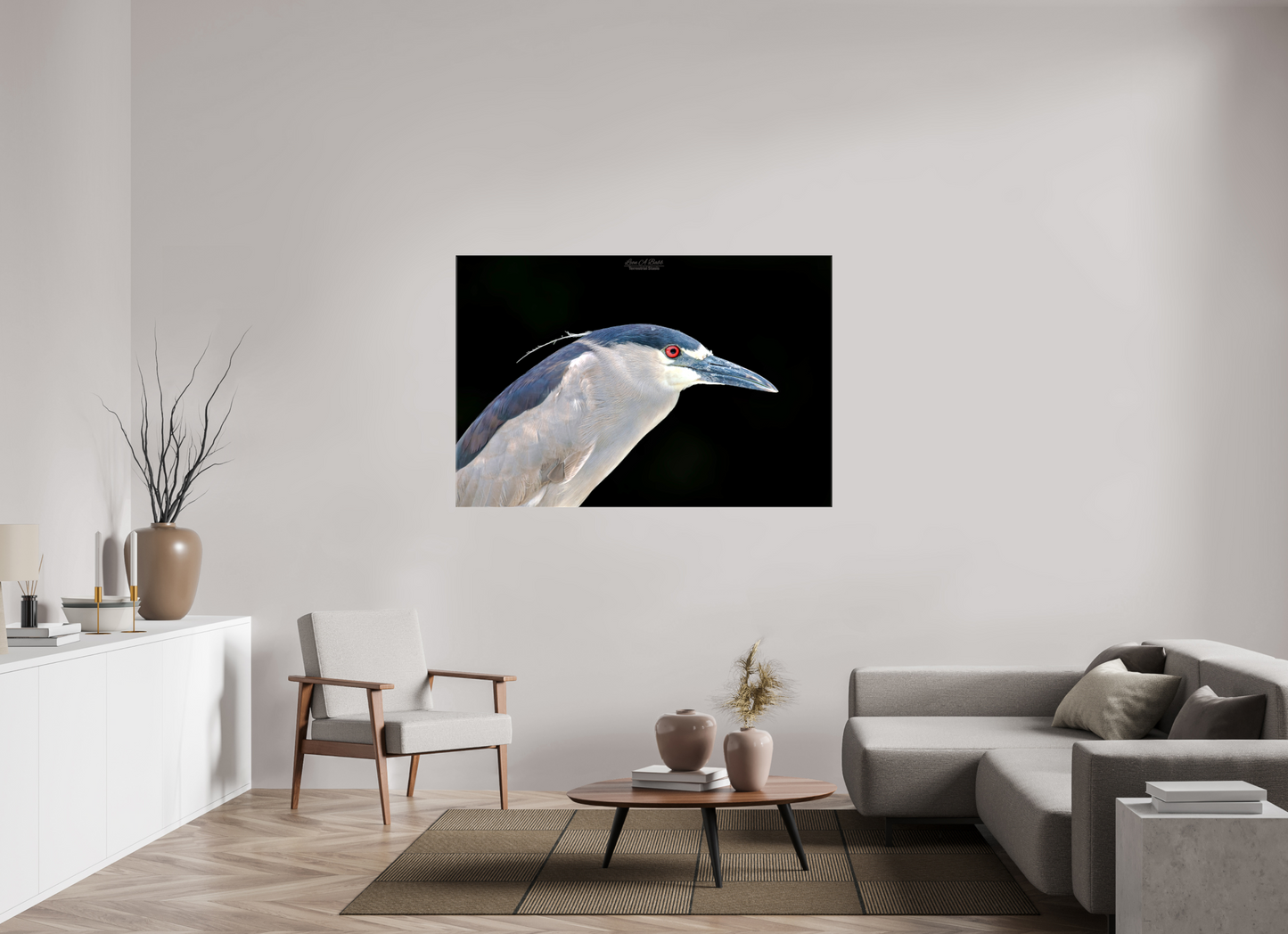 (08B) Black-crowned Night Heron