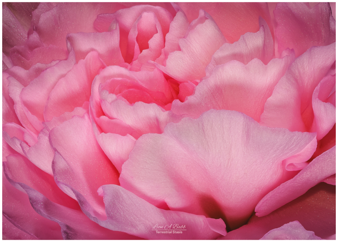 Main image Radiant Pink Petals