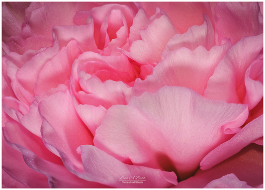 Main image Radiant Pink Petals