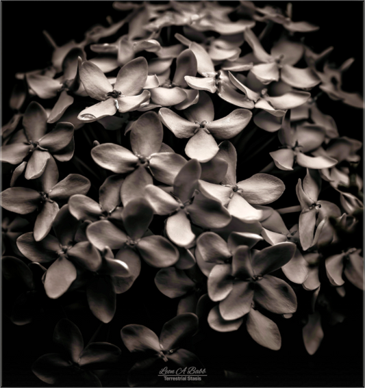 (07D) Monochrome Garden