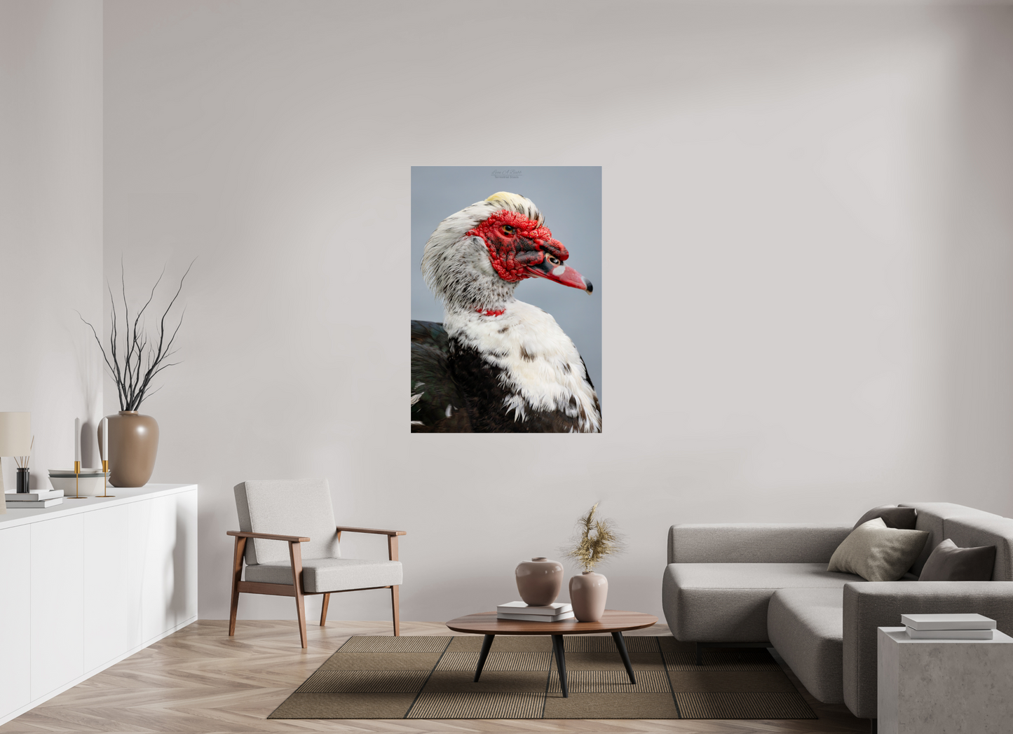 39 x 54.6″, Photo Print Under Acrylic Glass (08S) Male Muscovy Duck Portrait