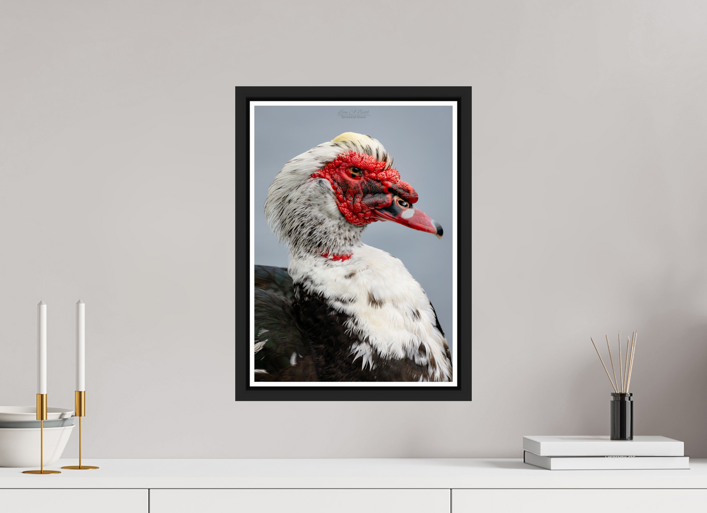12 x 16.8″, Black Matte Floater Frame with Acrylic Glass (08S) Male Muscovy Duck Portrait
