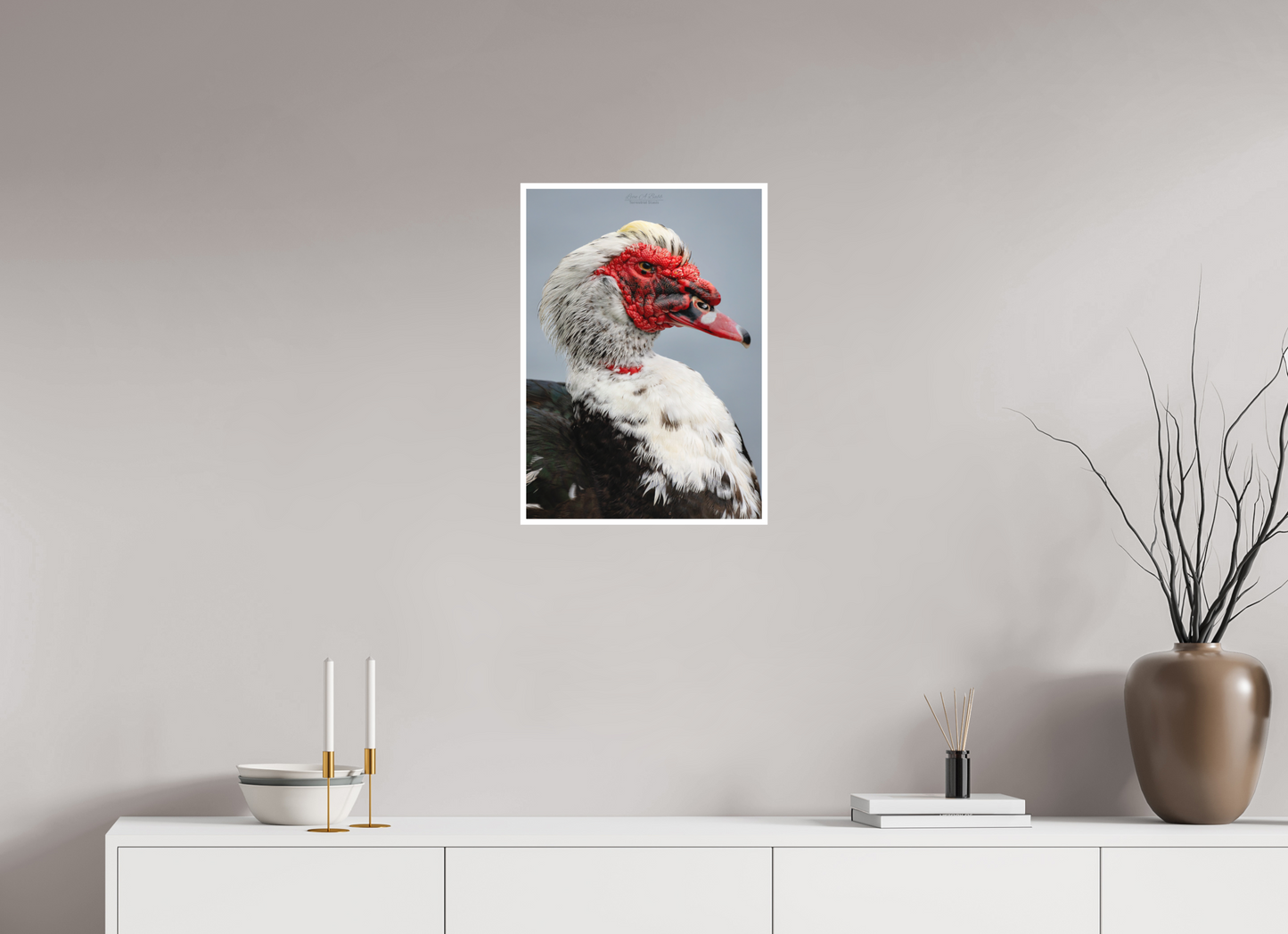 16 x 22.4″, Print with Matte Lamination (08S) Male Muscovy Duck Portrait