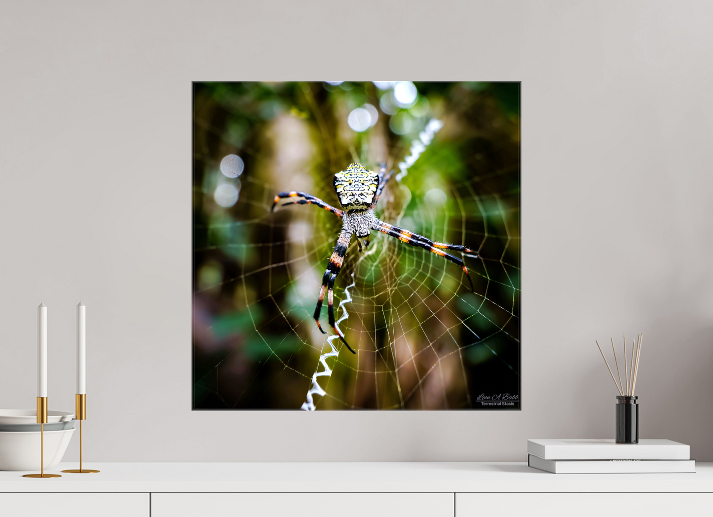 (09A) Spider on the trail