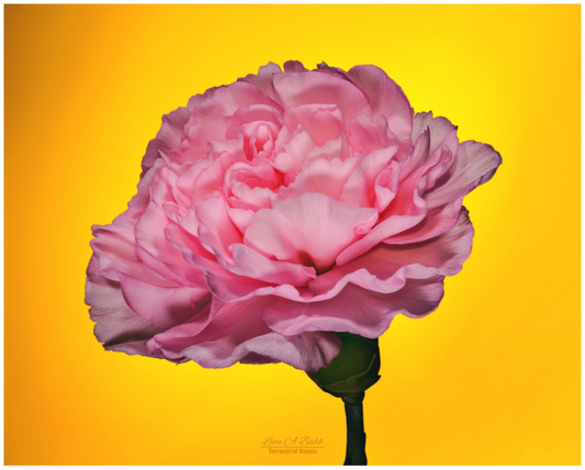 Main image Radiant Pink Bloom
