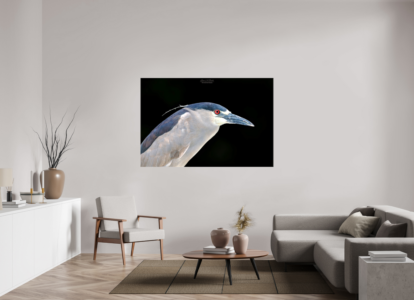 (08B) Black-crowned Night Heron