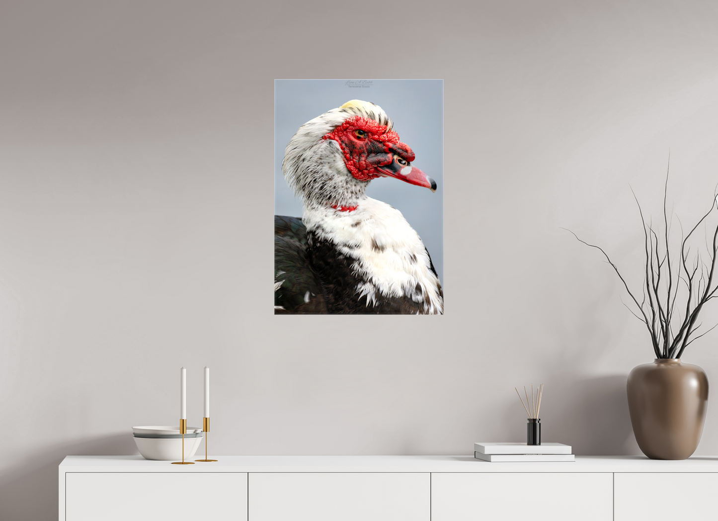 20 x 28″, Glossy Canvas Stretcher Frame with Mirrored Edges (08S) Male Muscovy Duck Portrait