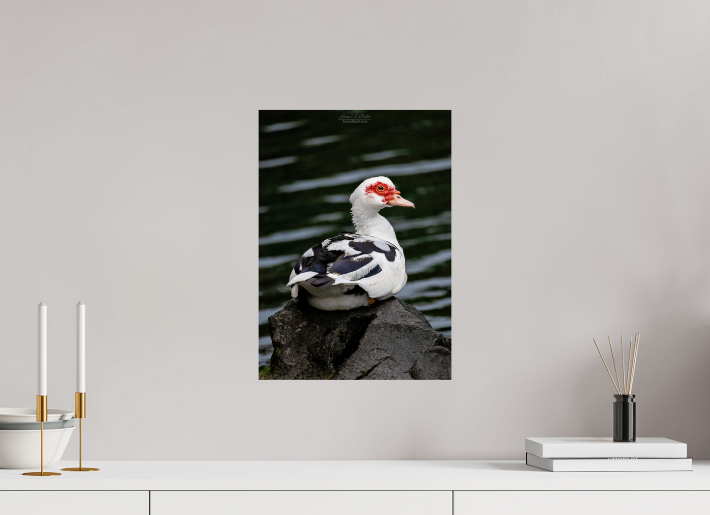 12 x 16.8″, Print with Aluminum Backing and Glossy Lamination (08T) Female Muscovy Duck Portrait