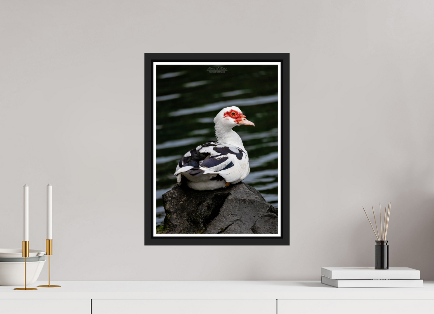 12 x 16.8″, Black Matte Floater Frame with Acrylic Glass (08T) Female Muscovy Duck Portrait