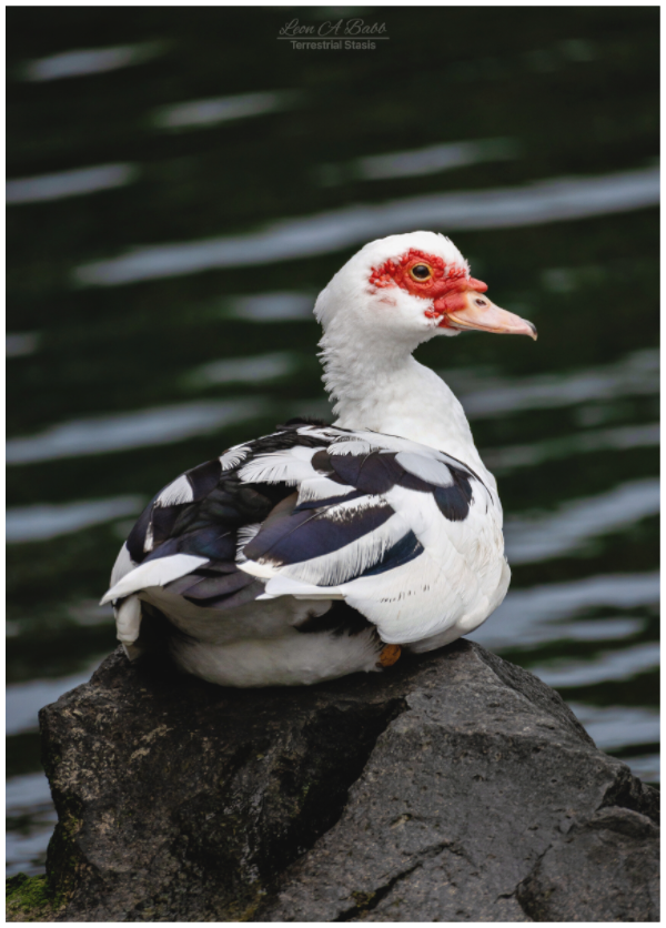 Main image (08T) Female Muscovy Duck Portrait