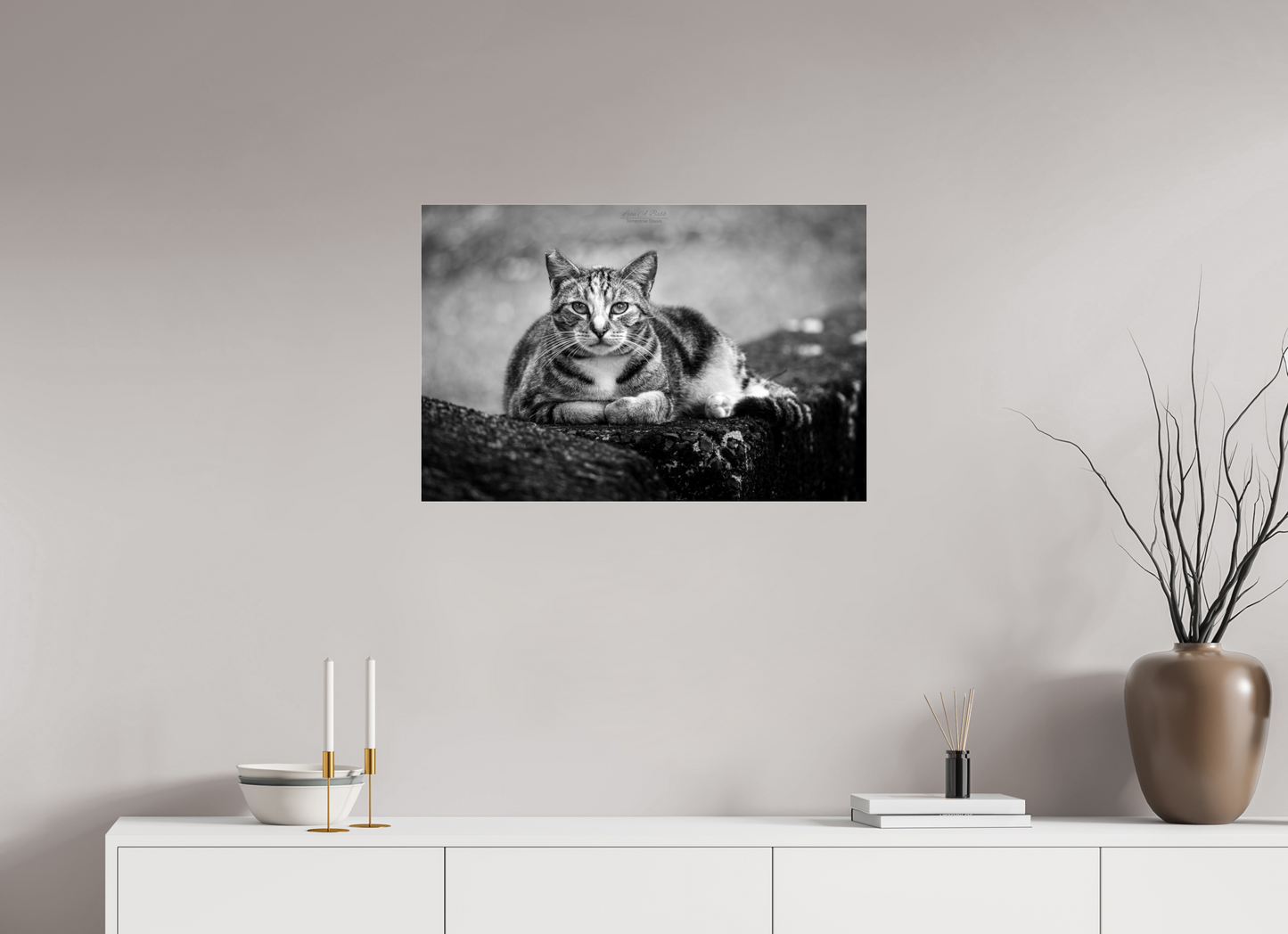 (08G) Hawaii Strays in BnW