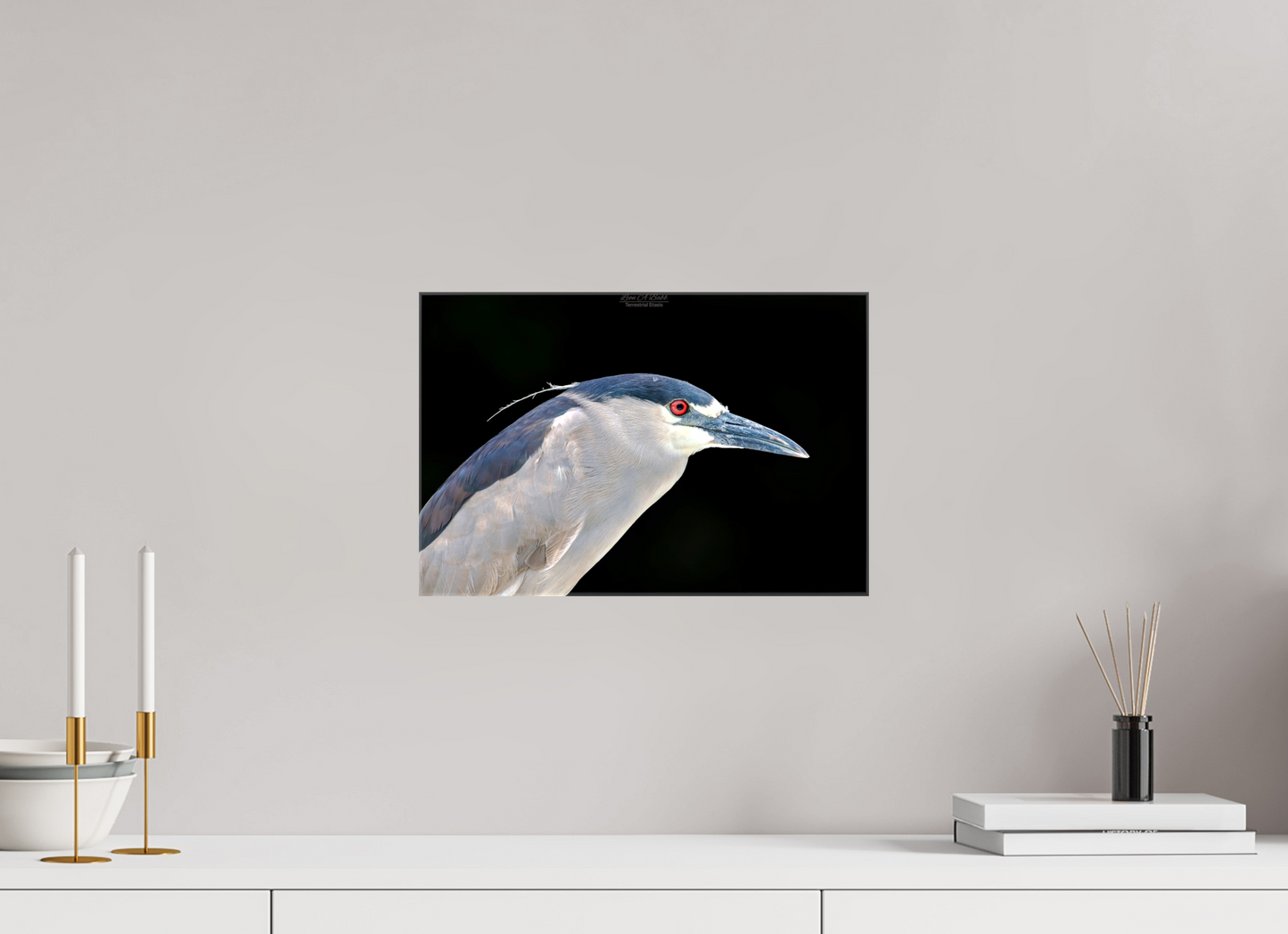 (08B) Black-crowned Night Heron
