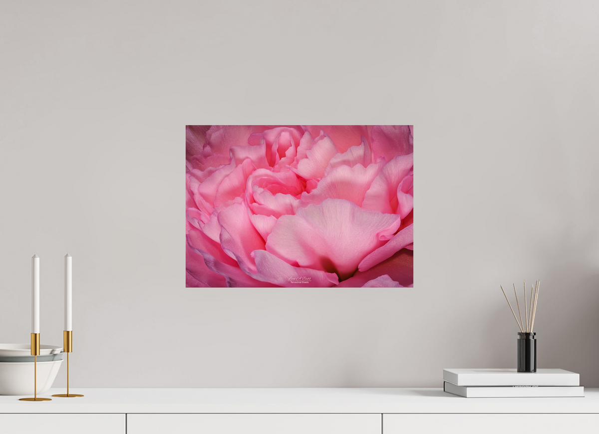 16.8 x 12″, Print with Aluminum Backing and Glossy Lamination Radiant Pink Petals