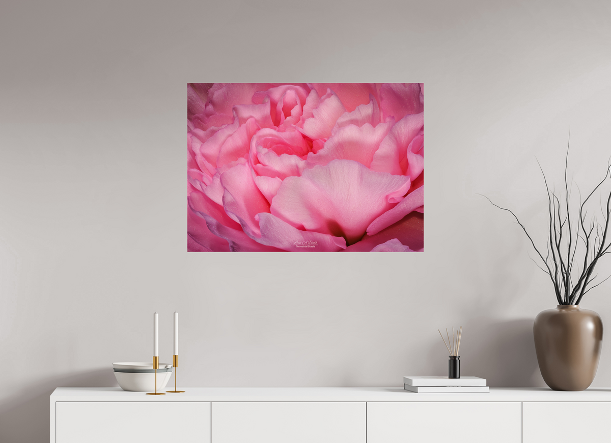 33.6 x 24″, Photo Print Under Acrylic Glass Radiant Pink Petals
