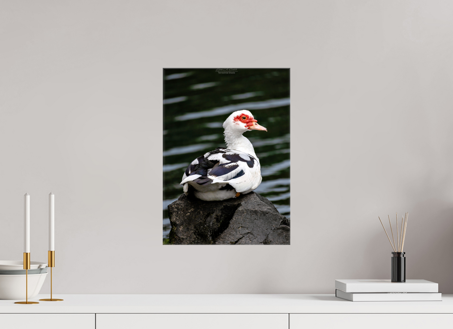 12 x 16.8″, Glossy Canvas Stretcher Frame with Mirrored Edges (08T) Female Muscovy Duck Portrait
