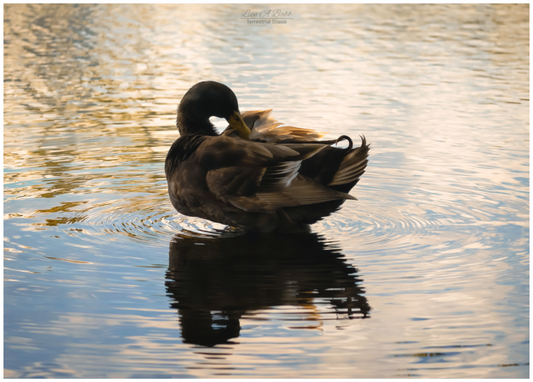 Main image (08C) Quiet Drift on Wailoa River