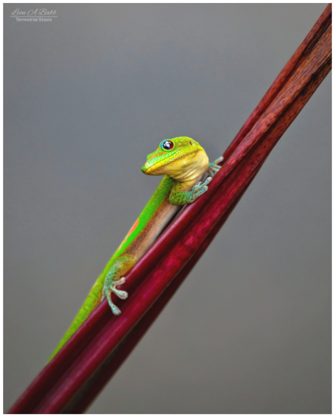 Main image (08R) Focused Stare