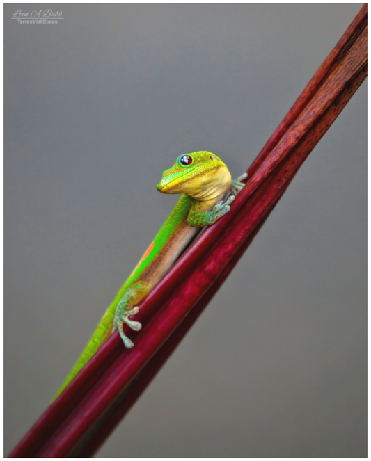 Main image (08R) Focused Stare