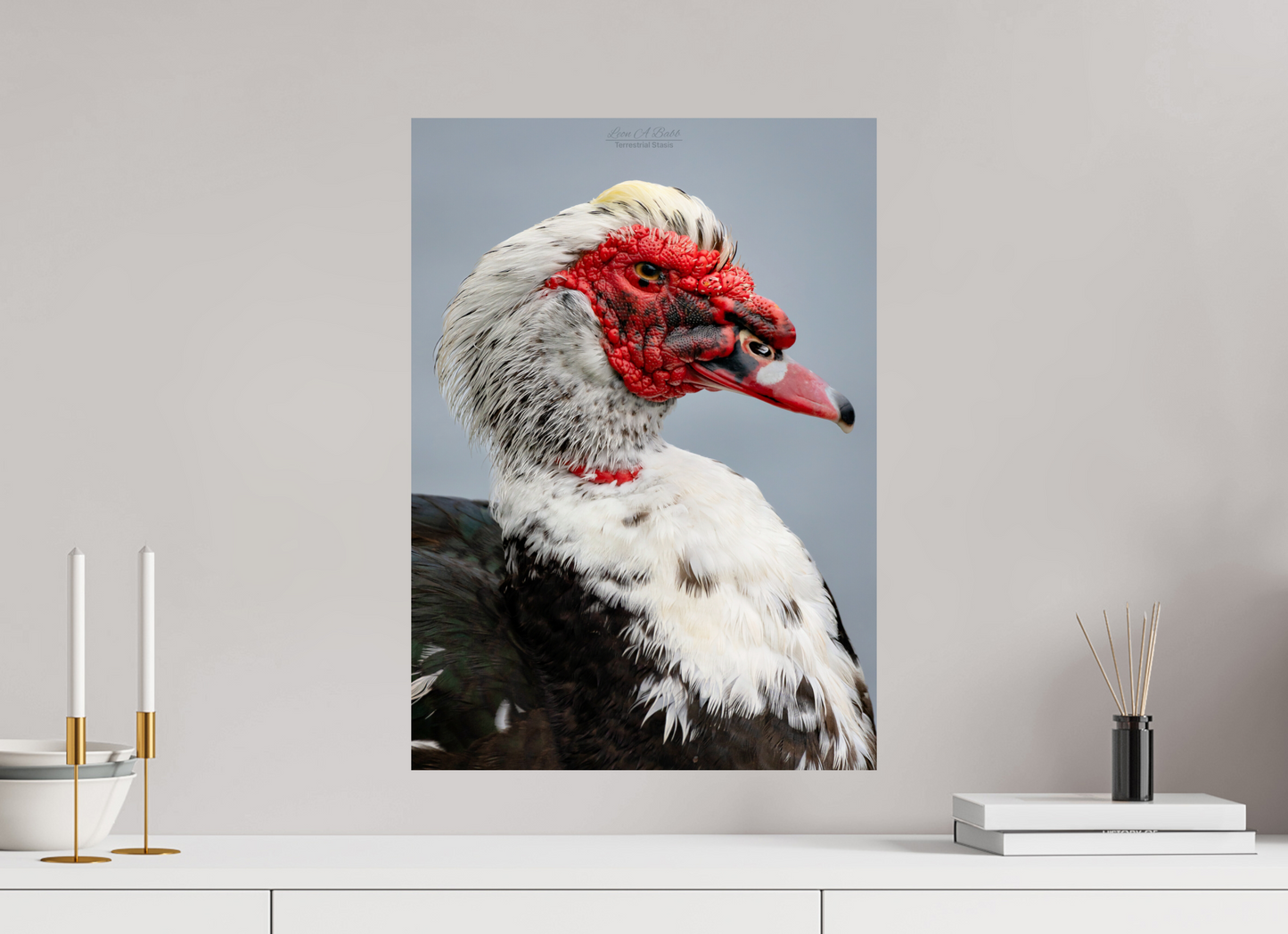 16 x 22.4″, Print with Aluminum Backing and Glossy Lamination (08S) Male Muscovy Duck Portrait