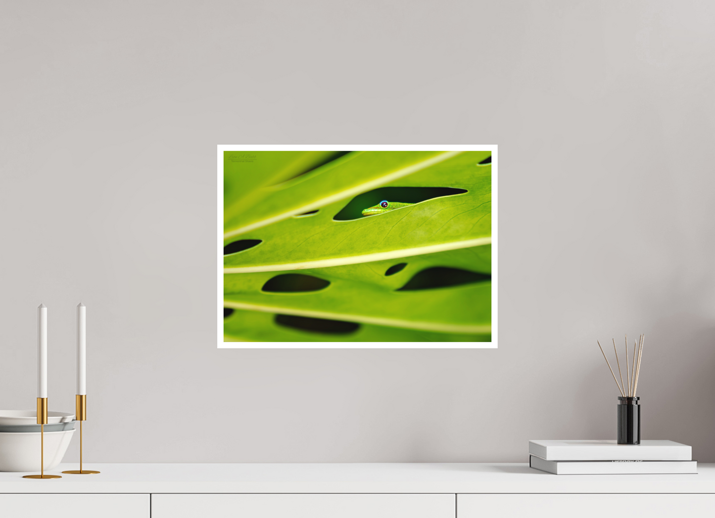 16.8 x 12″, Photo Print with Matte Lamination (08E) Hidden Gecko