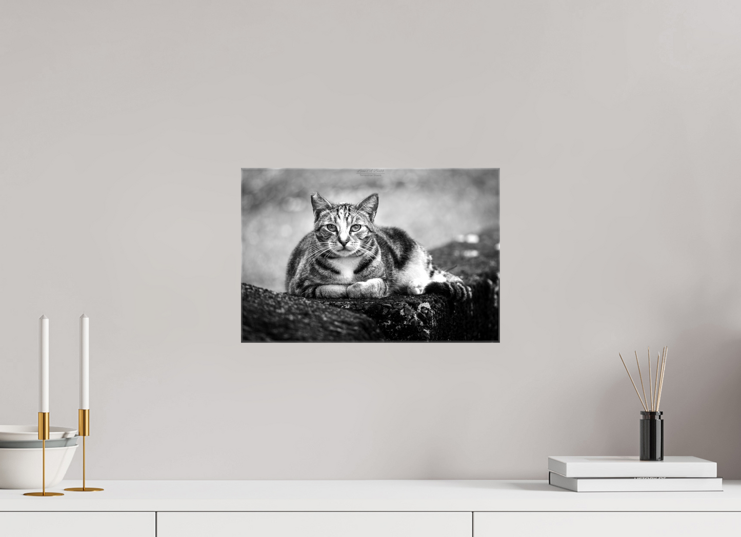 (08G) Hawaii Strays in BnW