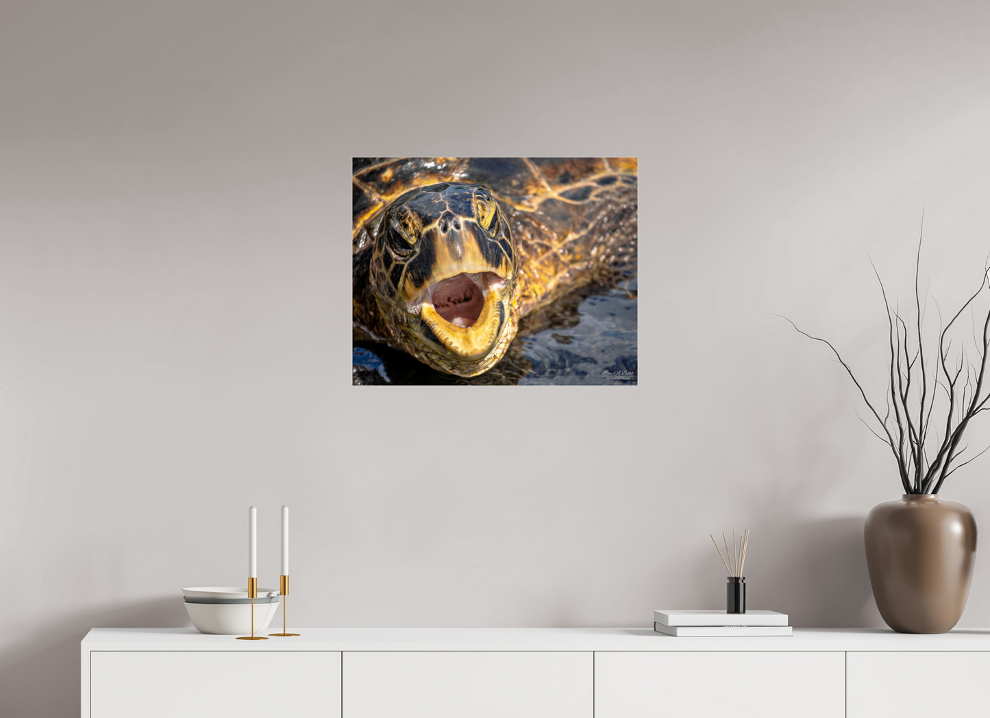 25 x 20″, Photo Print Under Acrylic Glass (000) Honu’s Serenade