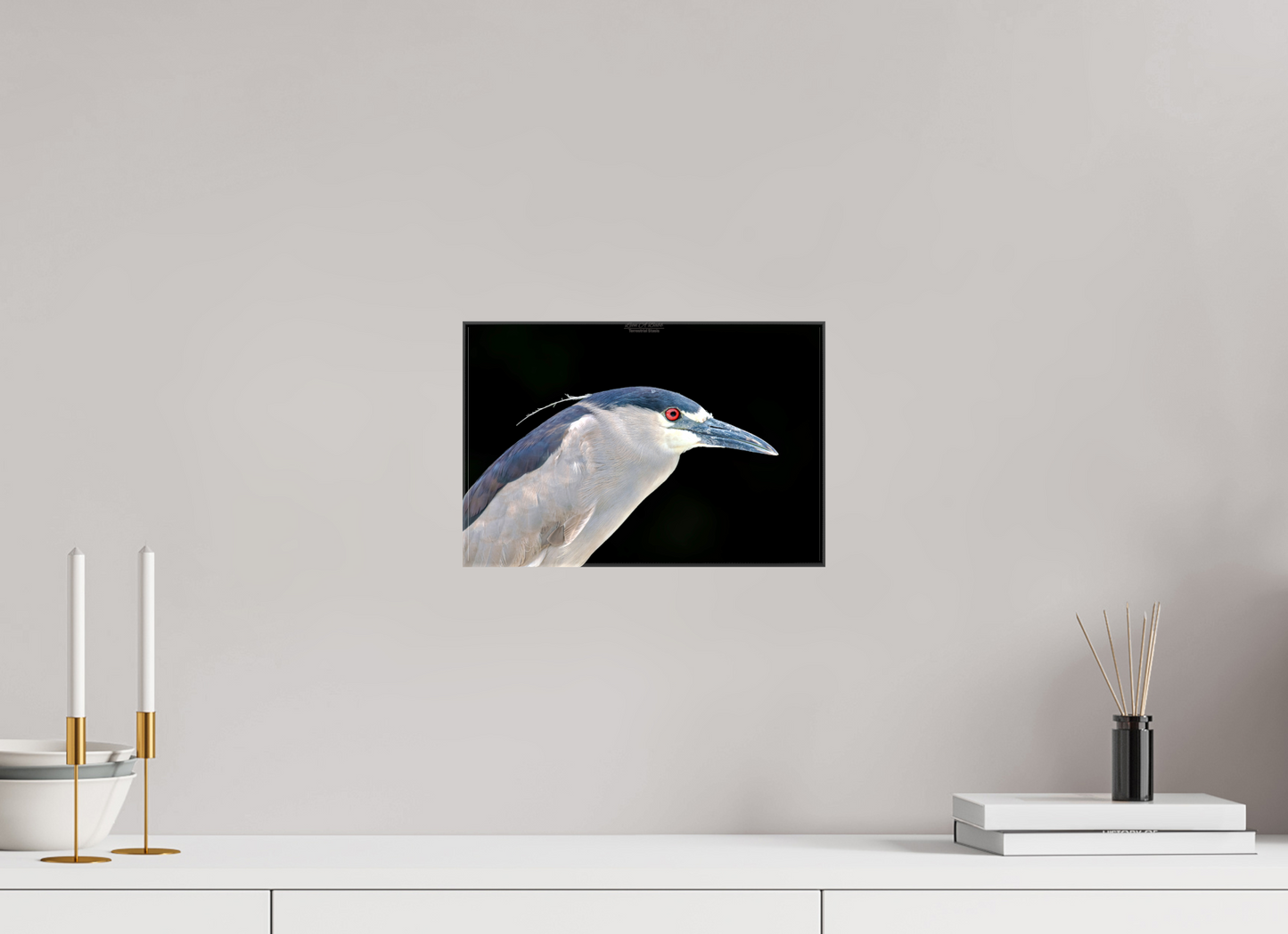 (08B) Black-crowned Night Heron