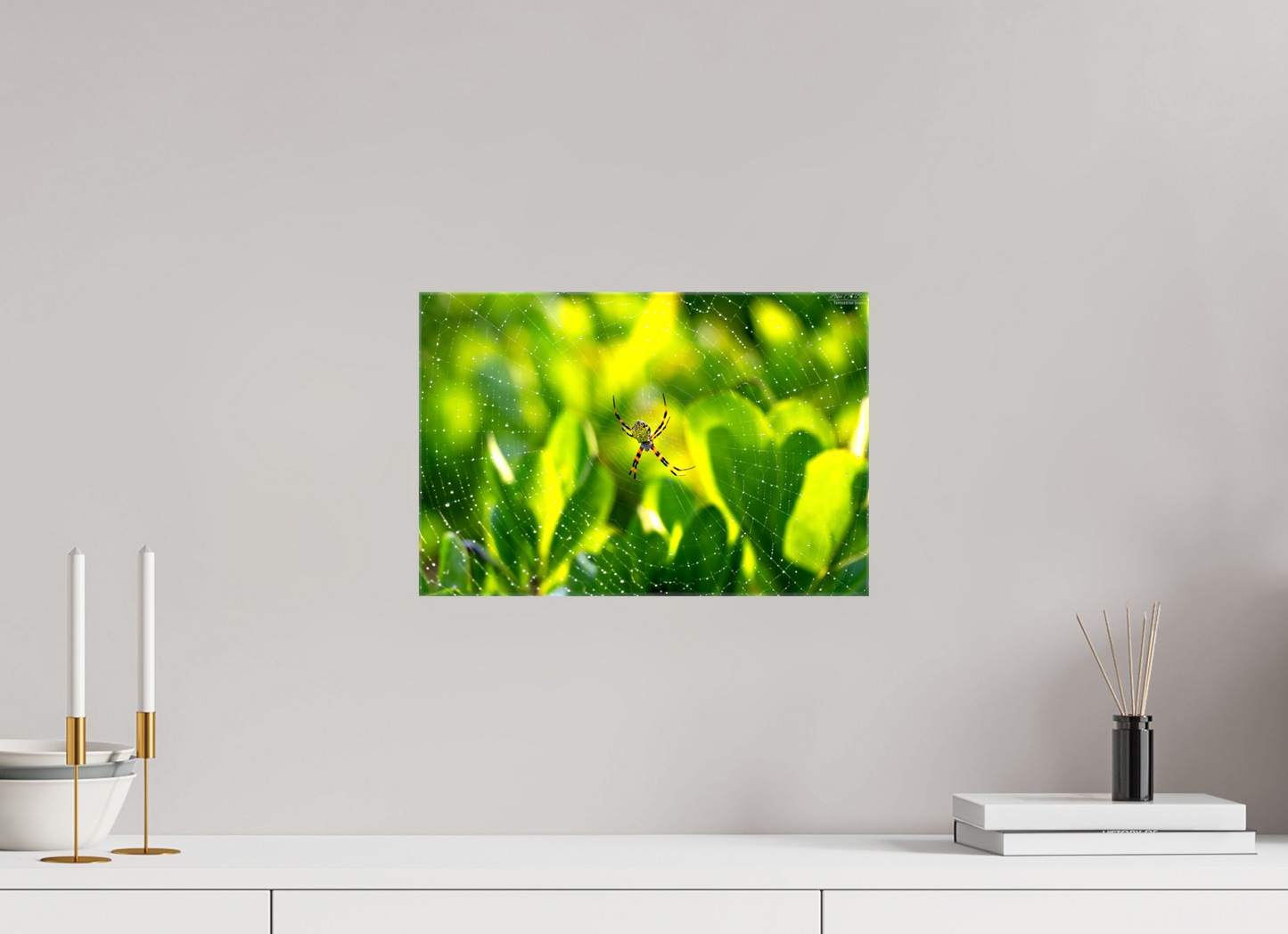 15 x 10″, Glossy Canvas Stretcher Frame with Mirrored Edges (09C) Hawaiian Garden Spider