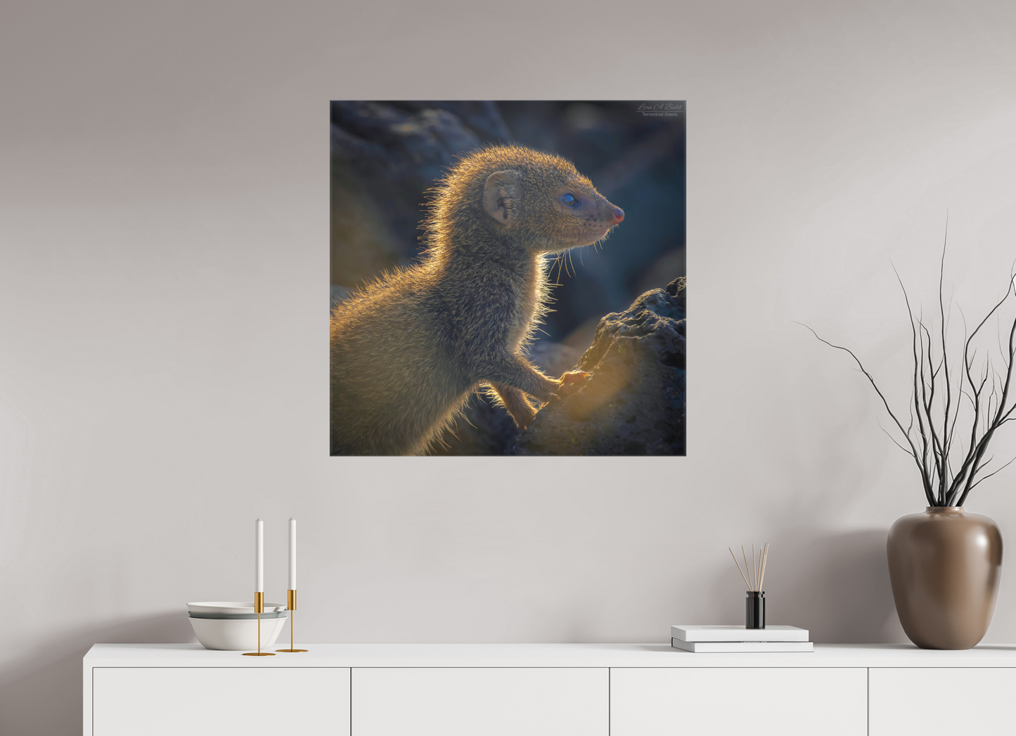 (08I) Baby Mongoose