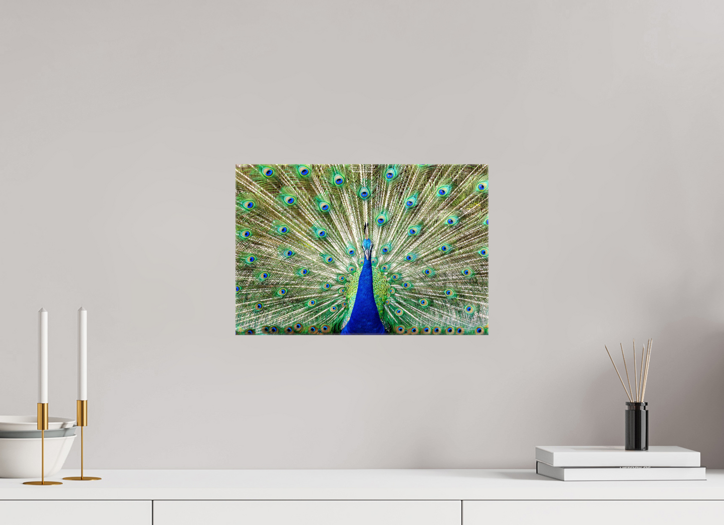 (08C) Peacock Display